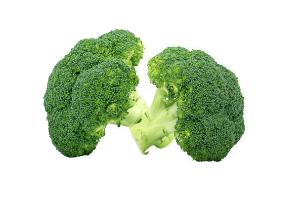 A head of fresh green broccoli