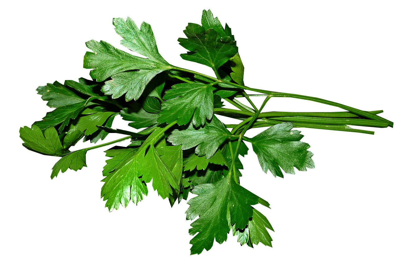 A fresh bunch of flat-leaf parsley